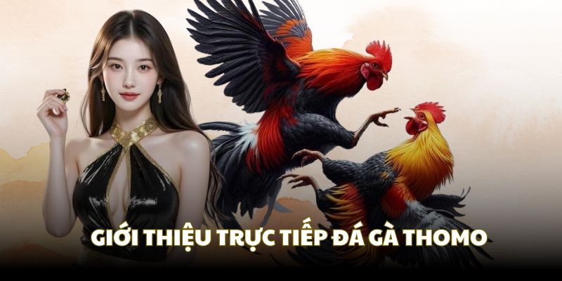 Toàn cảnh sơ lược về hình thức trực tiếp đá gà Thomo